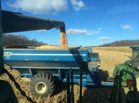 Harvesting corn & using left overs for paper-making
